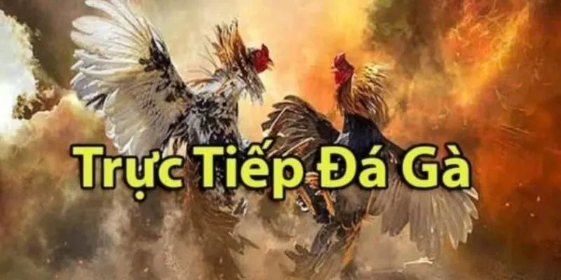 Bảng kèo đá gà cập nhật liên tục