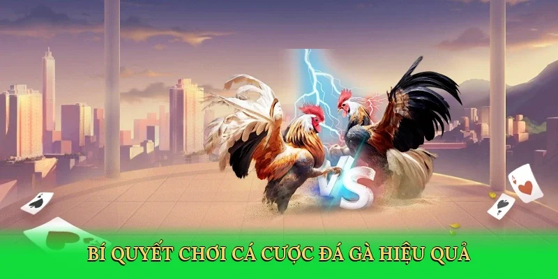 Bí quyết chơi cá cược đá gà hiệu quả