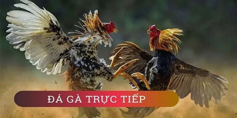 Chiến kê sẵn sàng trong đấu trường