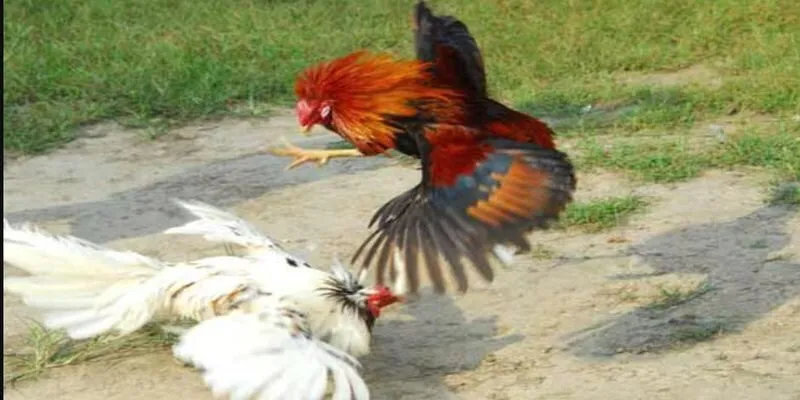 Huấn luyện chiến kê ngay