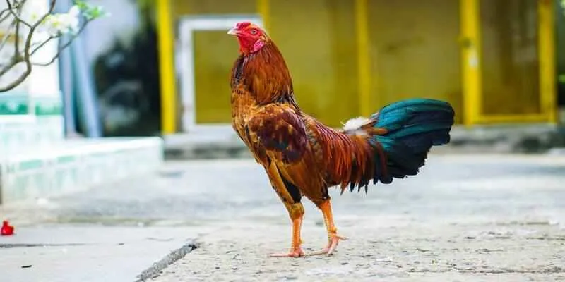 Nhà cái UK88 trong năm nay