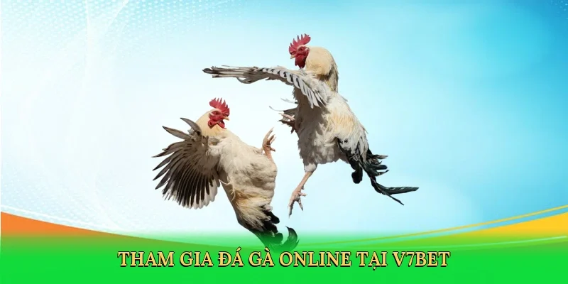 Tham gia đá gà online tại V7BET