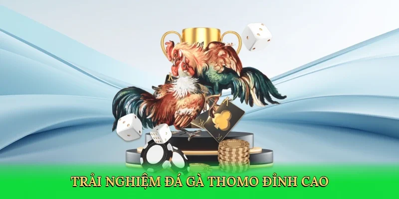 Trải nghiệm Đá gà Thomo đỉnh cao