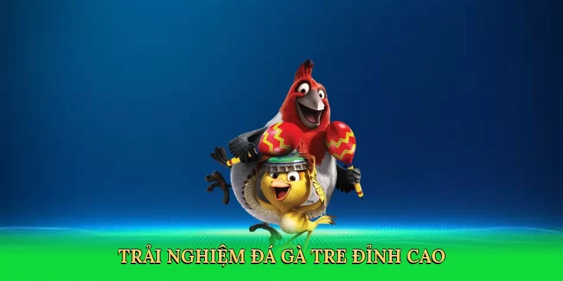 Trải nghiệm Đá gà tre đỉnh cao