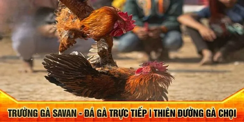 Khám phá trường gà Savan - nơi diễn ra những cuộc thư hùng mãn nhãn
