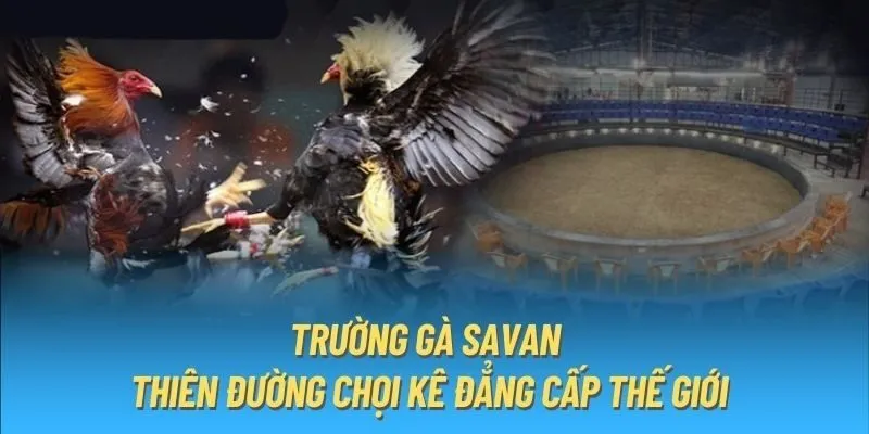 Trường gà Savan tại FB68 có gì đặc biệt?